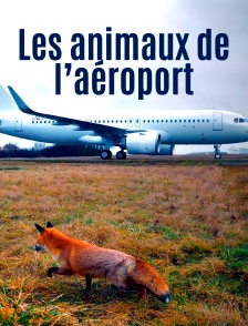 Les animaux de l'aéroport