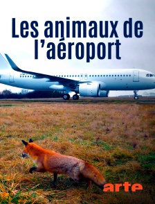 Arte - Les animaux de l'aéroport