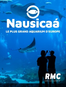 Nausicaa, le plus grand aquarium d’Europe