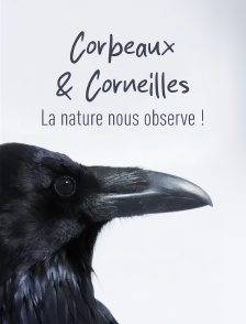 Corbeaux & corneilles : la nature nous observe !