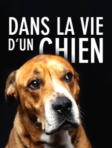 Dans la vie d'un chien
