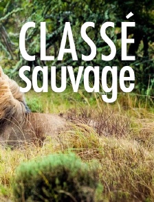 Classés sauvages