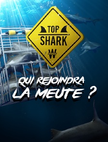 Top Shark