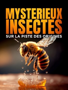 Mystérieux insectes, sur la piste des origines