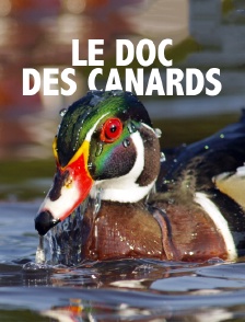 Le doc des canards