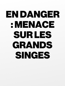 En danger : menace sur les grands singes