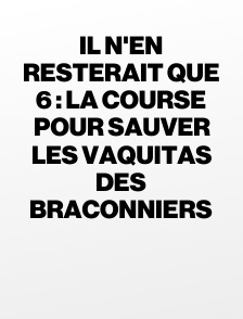 Il n'en resterait que 6 : la course pour sauver les vaquitas des braconniers