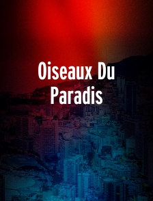 Oiseaux Du Paradis