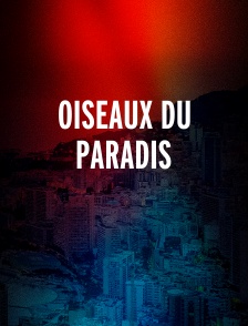 Oiseaux Du Paradis