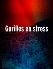 Gorilles en stress