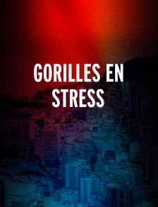 Gorilles en stress
