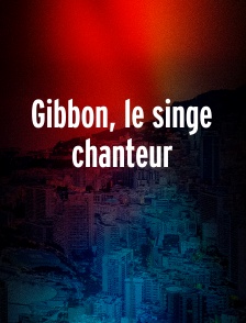 Gibbon, le singe chanteur