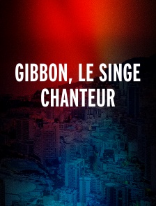 Gibbon, le singe chanteur