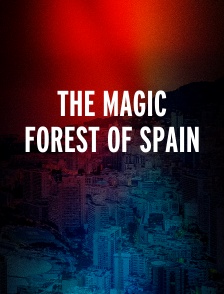 The magic forest of Spain