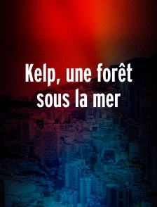 Kelp, une forêt sous la mer