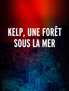 Kelp, une forêt sous la mer