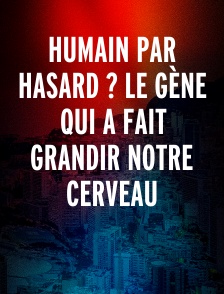 HUMAIN PAR HASARD ? LE GÈNE QUI A FAIT GRANDIR NOTRE CERVEAU
