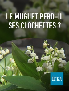 INA - Le muguet perd-il ses clochettes ?