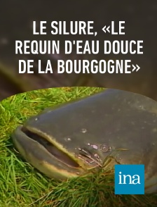 INA - Le silure, «le requin d'eau douce de la Bourgogne»