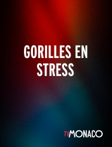 TV Monaco - Gorilles en stress
