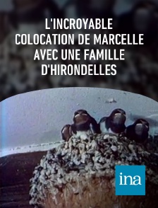 INA - L'incroyable colocation de Marcelle avec une famille d'hirondelles
