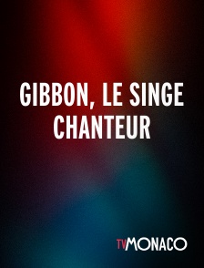 TV Monaco - Gibbon, le singe chanteur