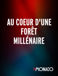TV Monaco - Au coeur d'une forêt millénaire