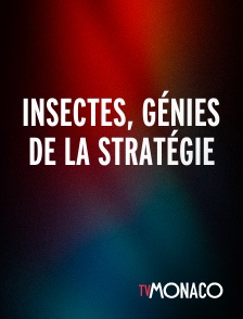 TV Monaco - Insectes, génies de la stratégie