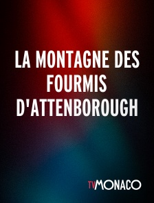 TV Monaco - La montagne des fourmis d'Attenborough