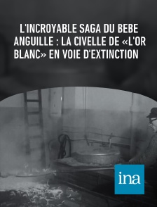 INA - L'incroyable saga du bébé anguille : la civelle de «l'or blanc» en voie d'extinction