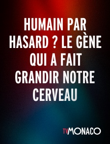 TV Monaco - Humain par hasard ? Le gène qui a fait grandir notre cerveau
