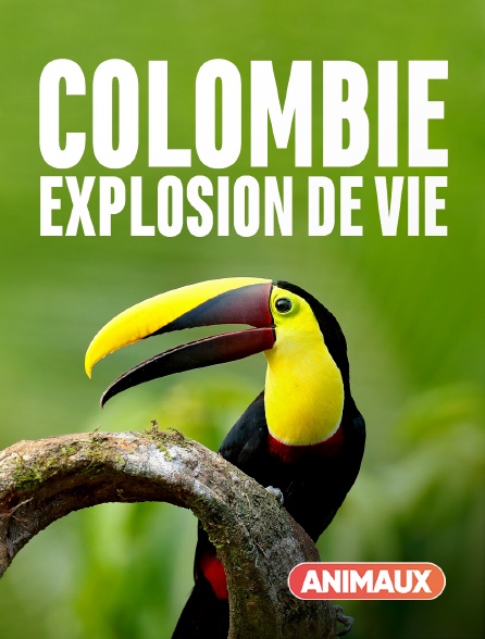 Animaux - Colombie : explosion de vie