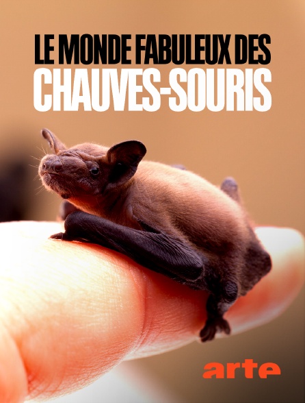 Arte - Le monde fabuleux des chauves-souris