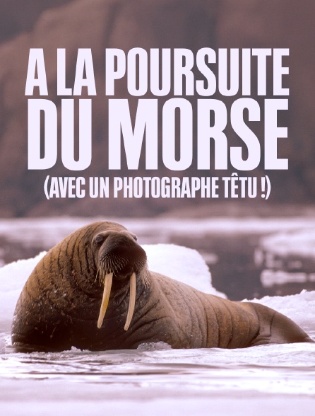 A la poursuite du morse (avec un photographe têtu !)