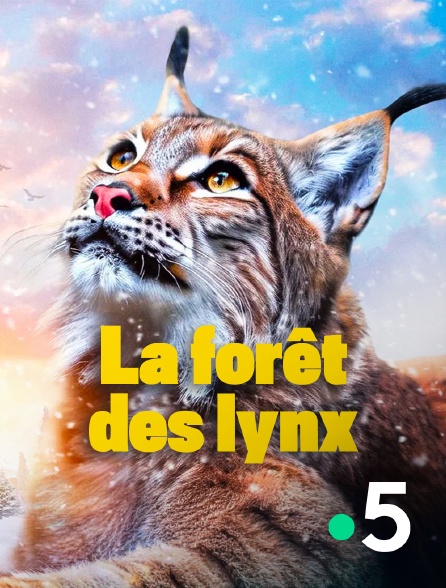 France 5 - La forêt des lynx