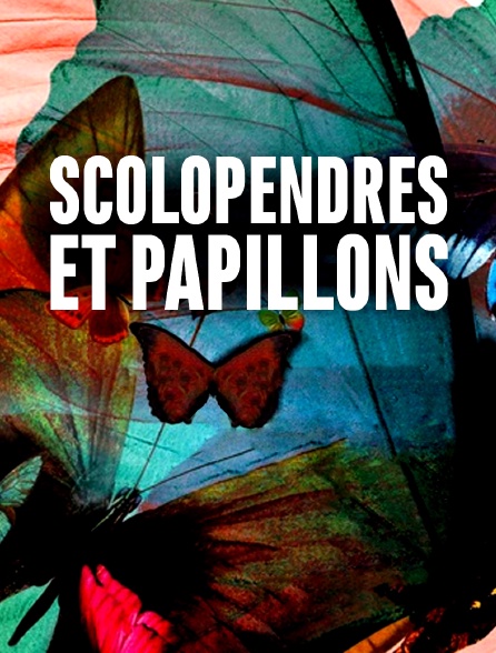 Scolopendres et papillons