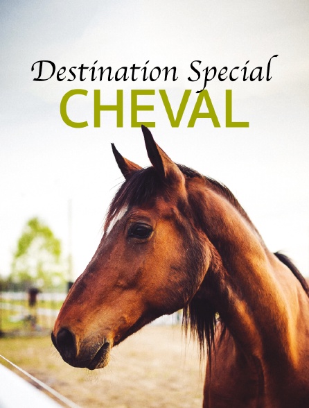 Destination Special : Cheval