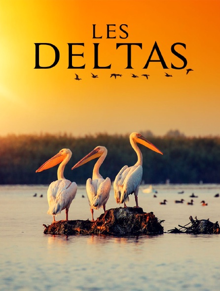 Les deltas : frontières entre terre et mer