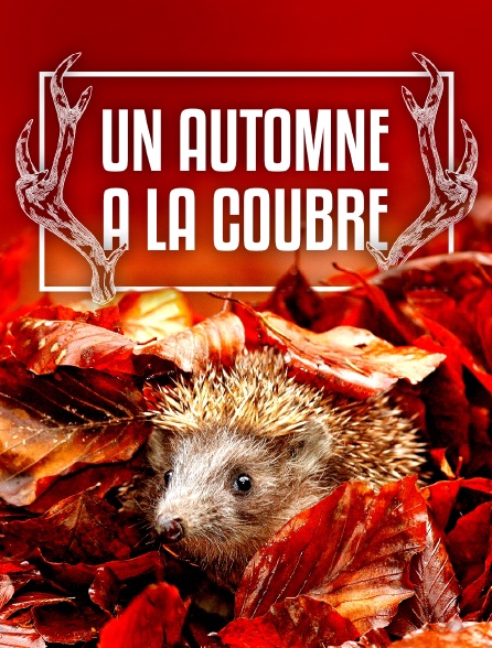 Un automne à la Coubre