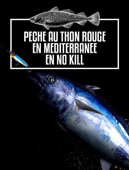 Pêche au thon rouge en Méditerranée en No Kill