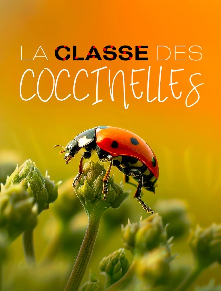 La classe des coccinelles