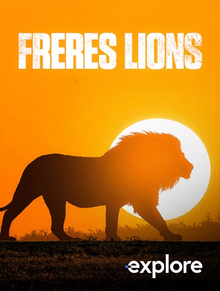 EXPLORE - Frères lions