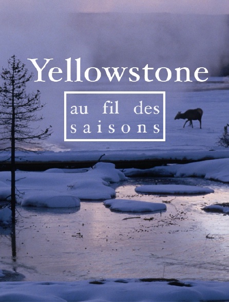Yellowstone, au fil des saisons