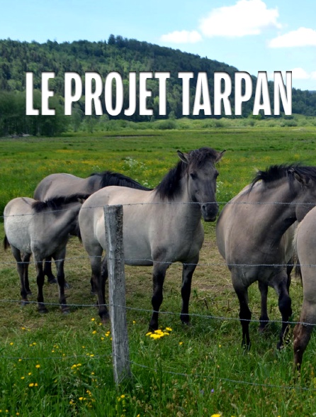 Le projet Tarpan
