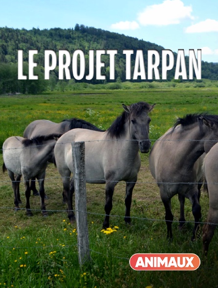 Animaux - Le projet Tarpan