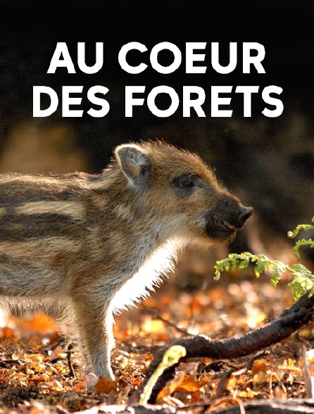 Au coeur des forêts