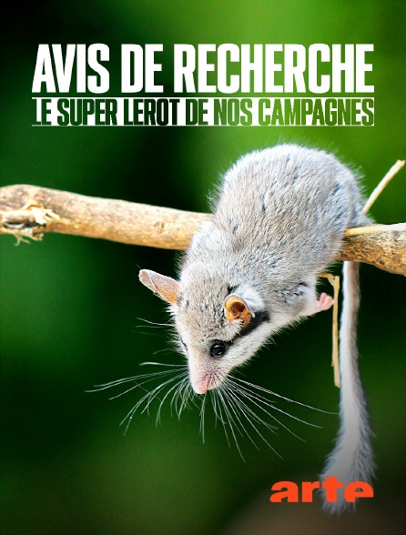 Arte - Avis de recherche : le super lérot de nos campagnes
