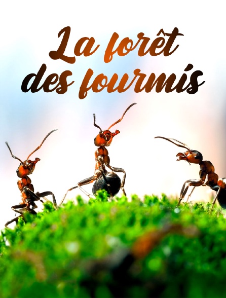 La forêt des fourmis