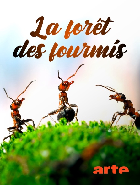 Arte - La forêt des fourmis