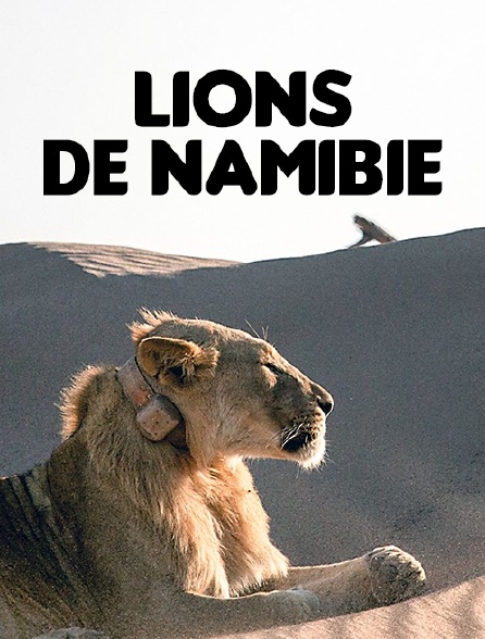 Lions de Namibie